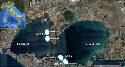 Density Decline in a Mediterranean Seahorse Population: Natural Fluctuations or New Emerging Threats?